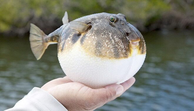 山口県のおすすめ体験アクティビティフグさばき体験（下関市）