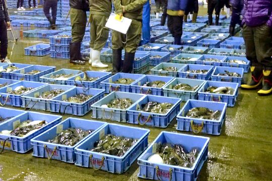 山口県のおすすめ体験アクティビティ唐戸市場で魚のセリ体験（下関市）