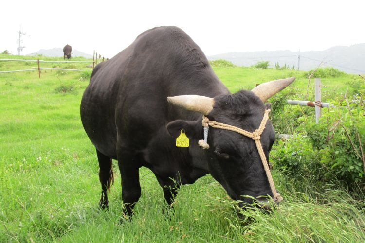 山口県の絶品ご当地グルメ

見島牛