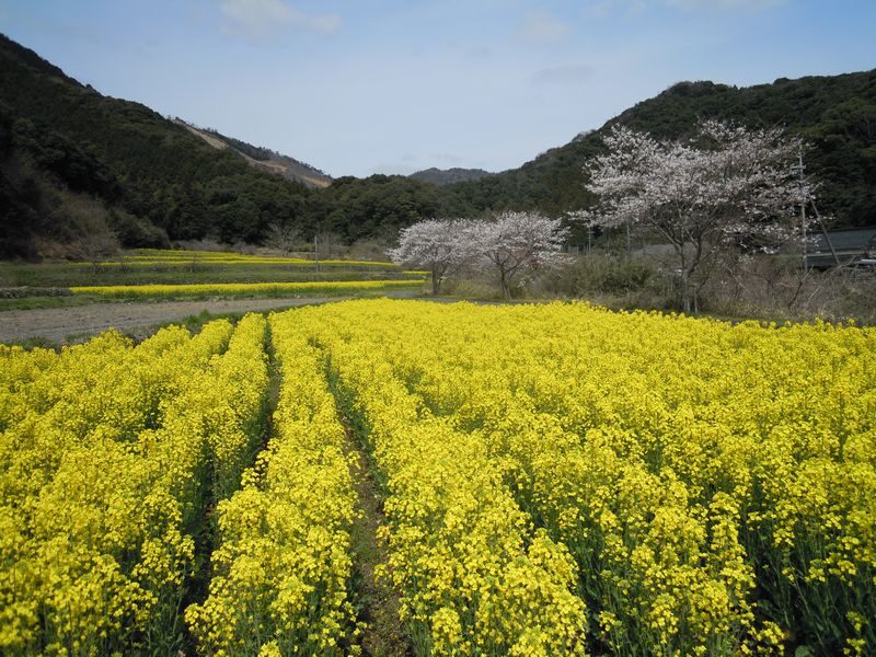 山口菜の花フェスティバル（山口市）