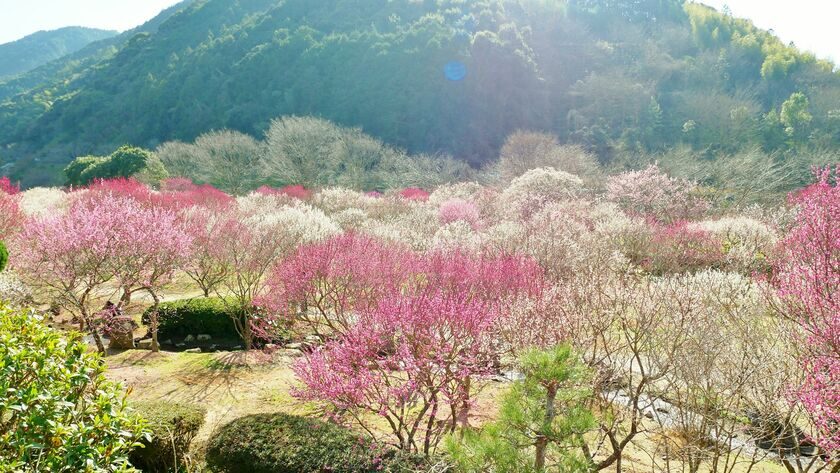 萩往還梅林まつり（萩市）